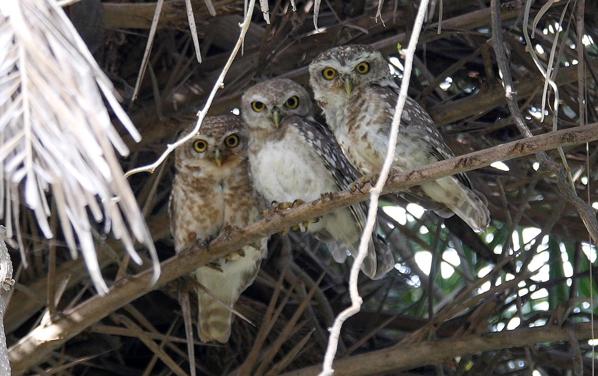 Spotted Owlet - ML205041671