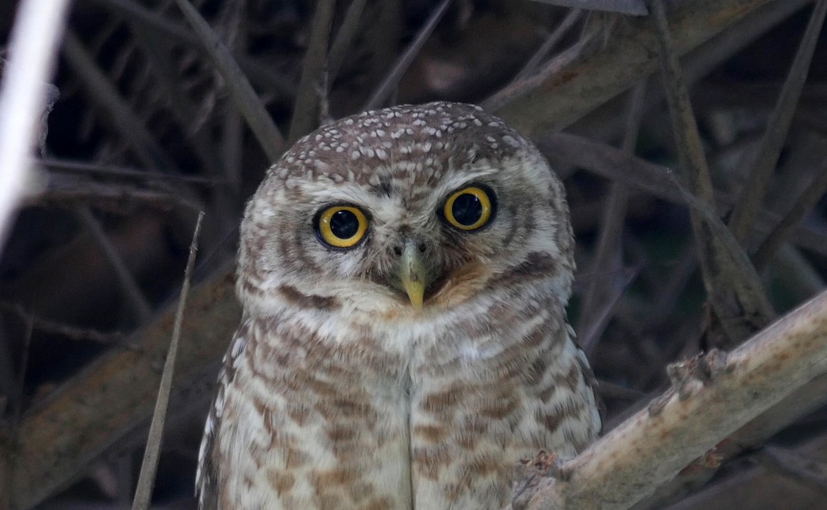 Spotted Owlet - ML205041681