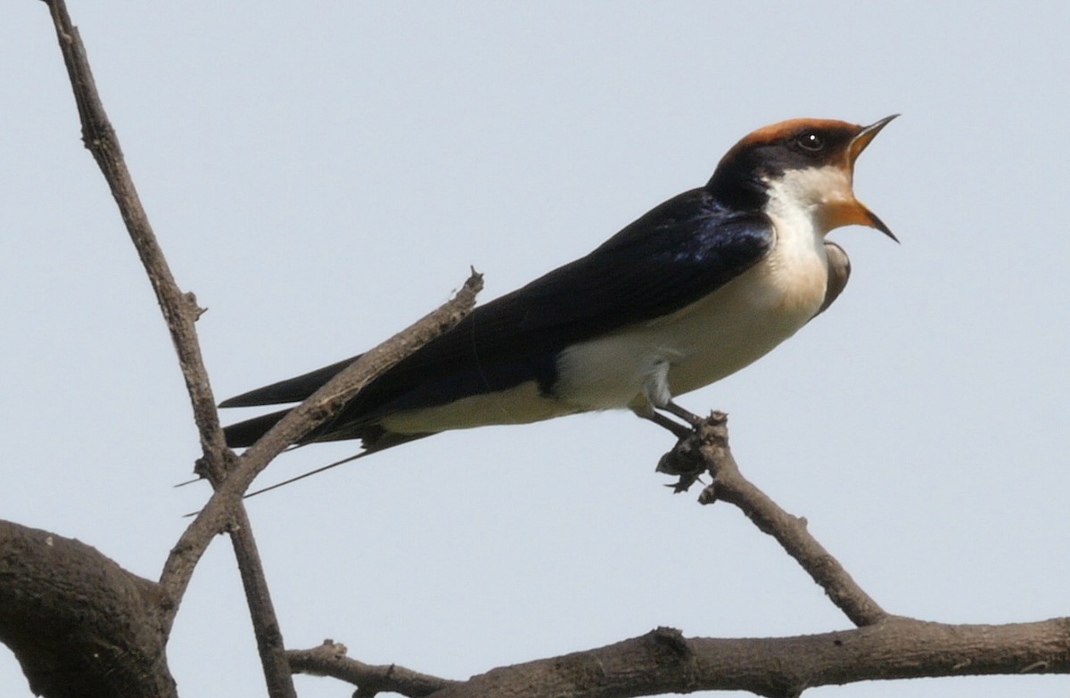 Wire-tailed Swallow - ML205041811