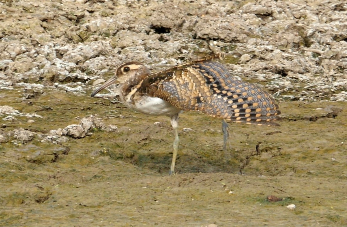 Greater Painted-Snipe - ML205041871