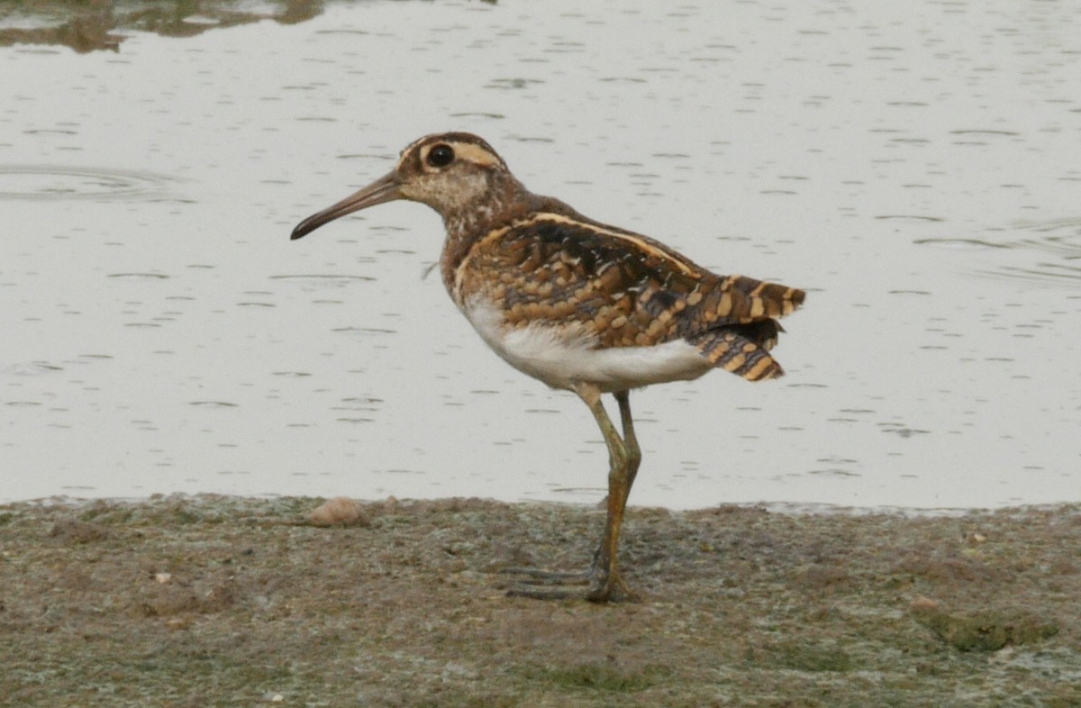 Greater Painted-Snipe - ML205041881
