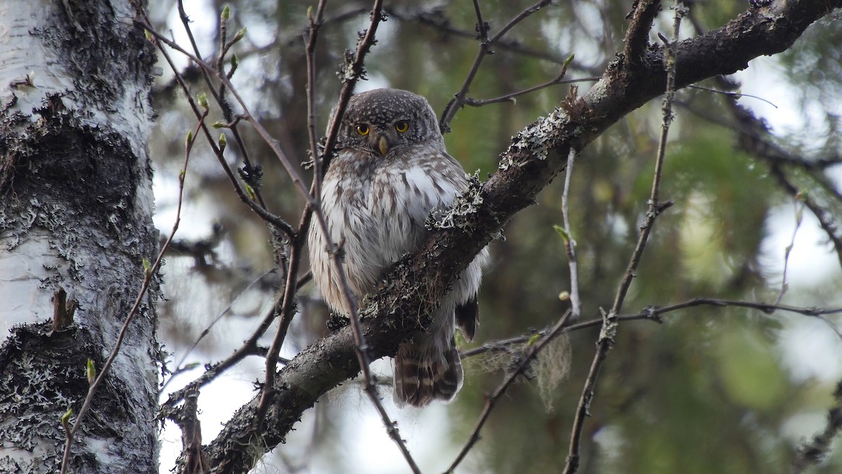 Eurasian Pygmy-Owl - ML205042001