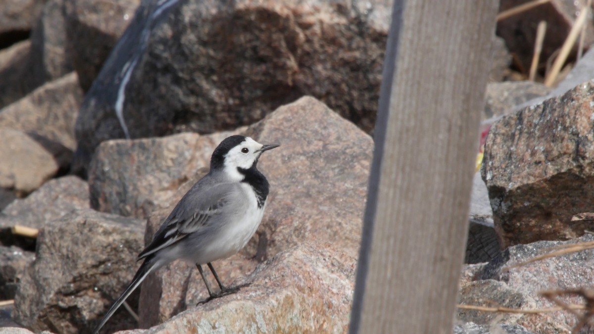 White Wagtail (White-faced) - ML205042051