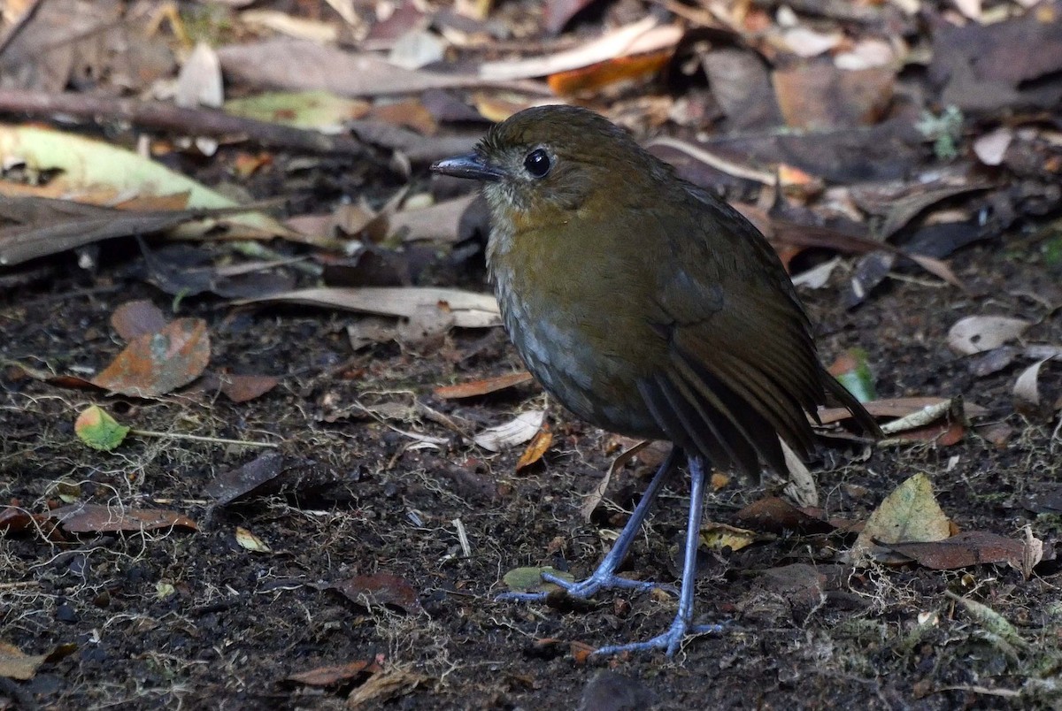 Brown-banded Antpitta - ML205042301