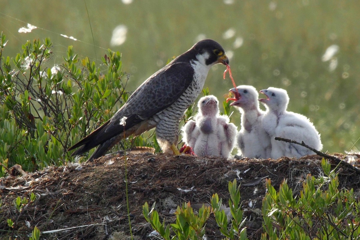 Peregrine Falcon (Eurasian) - Josep del Hoyo