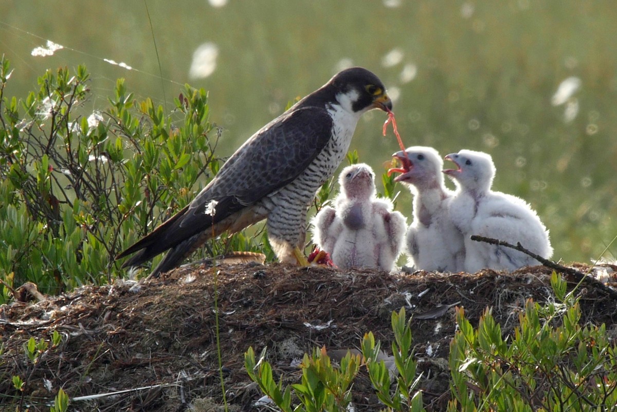 ハヤブサ 亜種 ハヤブサ シマハヤブサ Ebird