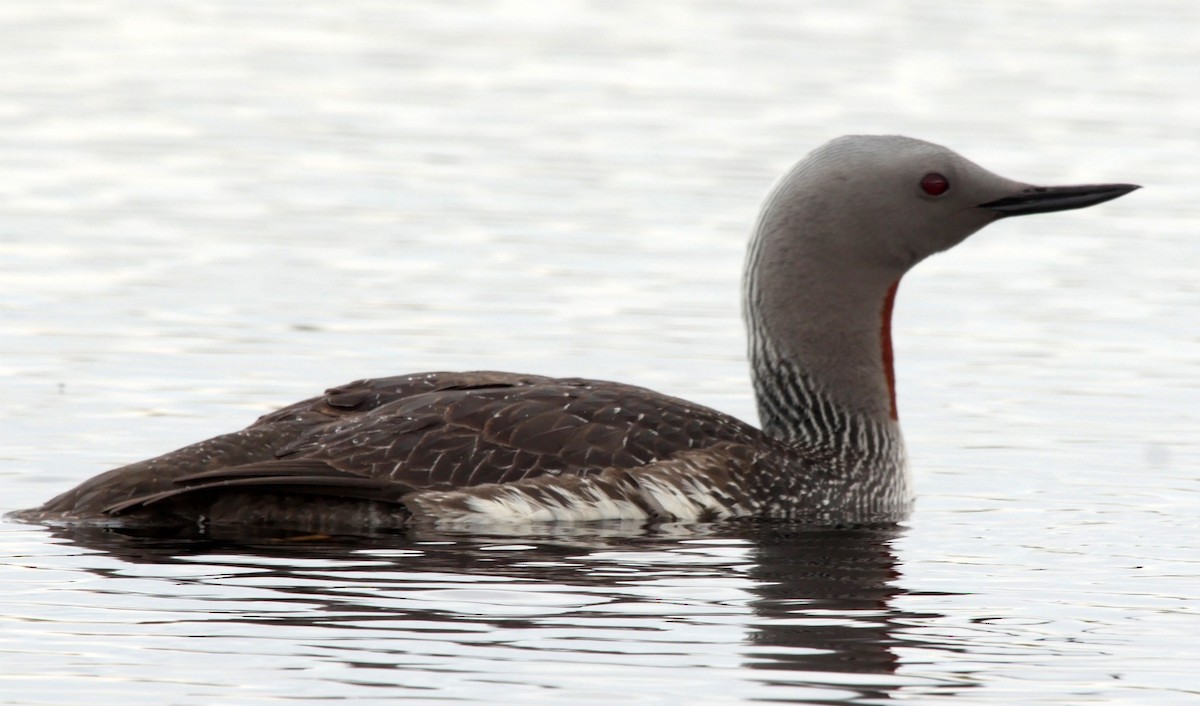 Red-throated Loon - ML205042401