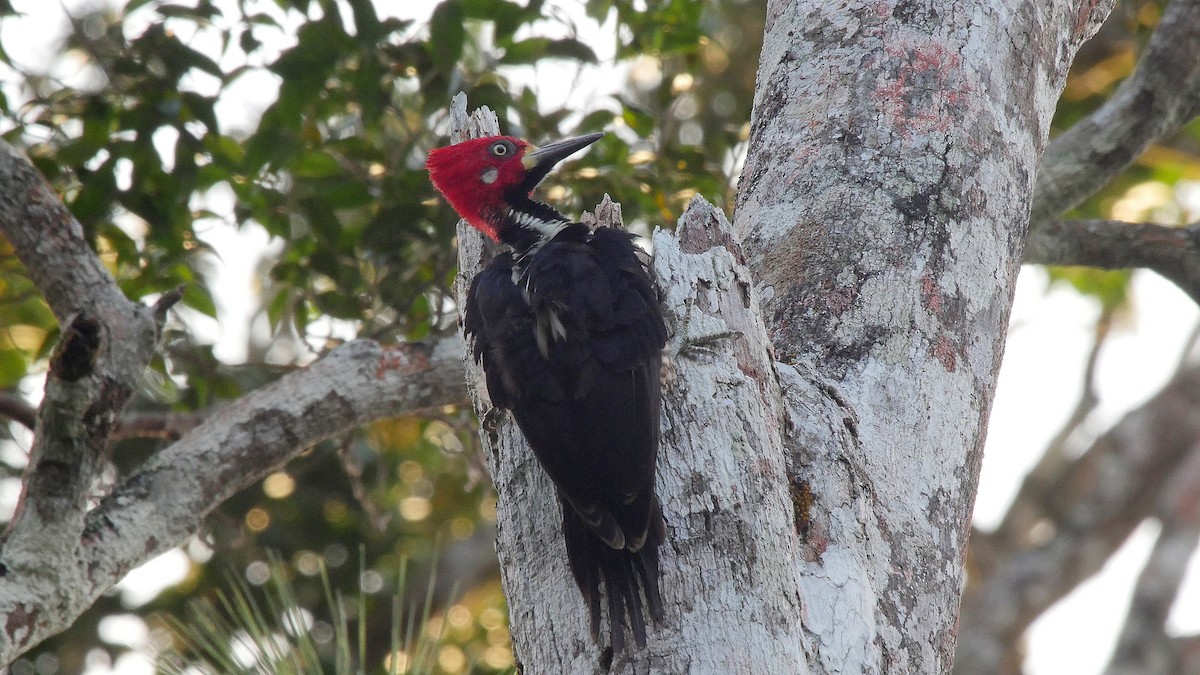Crimson-crested Woodpecker - ML205042491