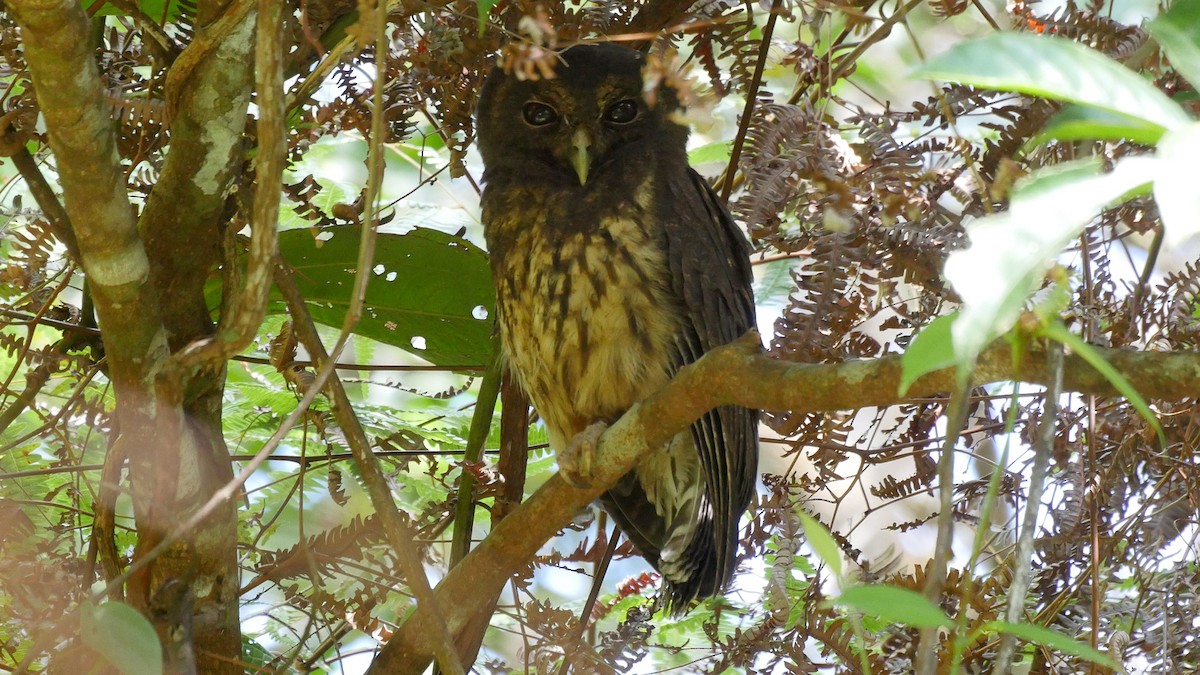 Mottled Owl (Mottled) - Josep del Hoyo