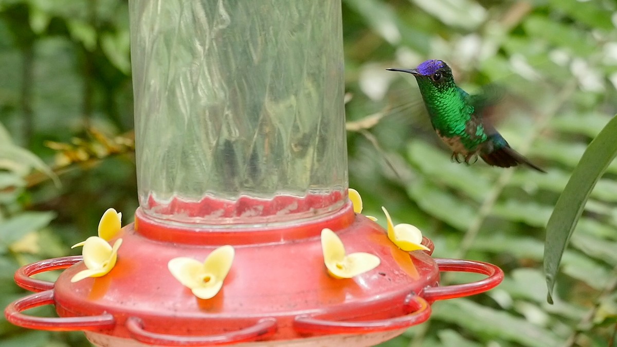 Violet-capped Hummingbird - ML205042631