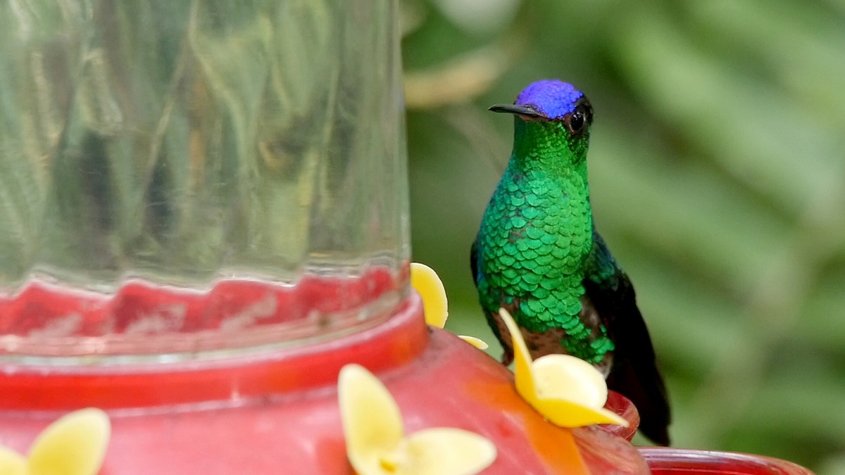 Violet-capped Hummingbird - ML205042641