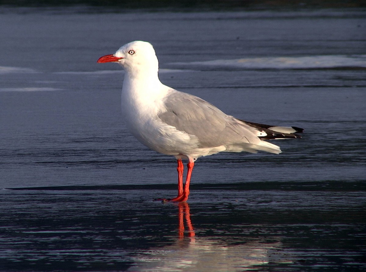 Silver Gull (Red-billed) - Josep del Hoyo