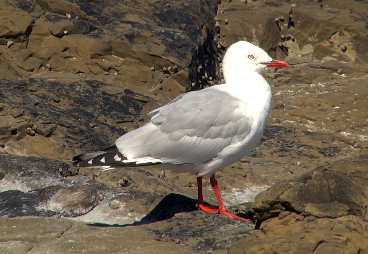 Silver Gull (Red-billed) - Josep del Hoyo