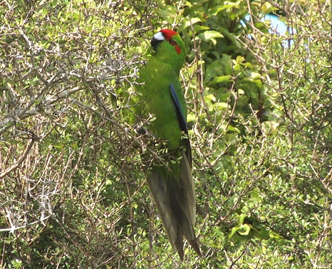Red-crowned Parakeet - ML205042991