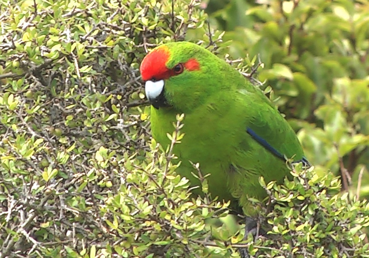 Red-crowned Parakeet - ML205043001