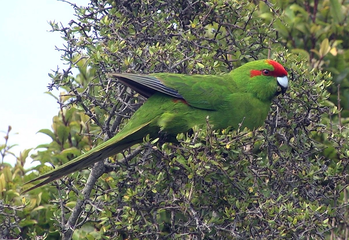 Red-crowned Parakeet - ML205043011