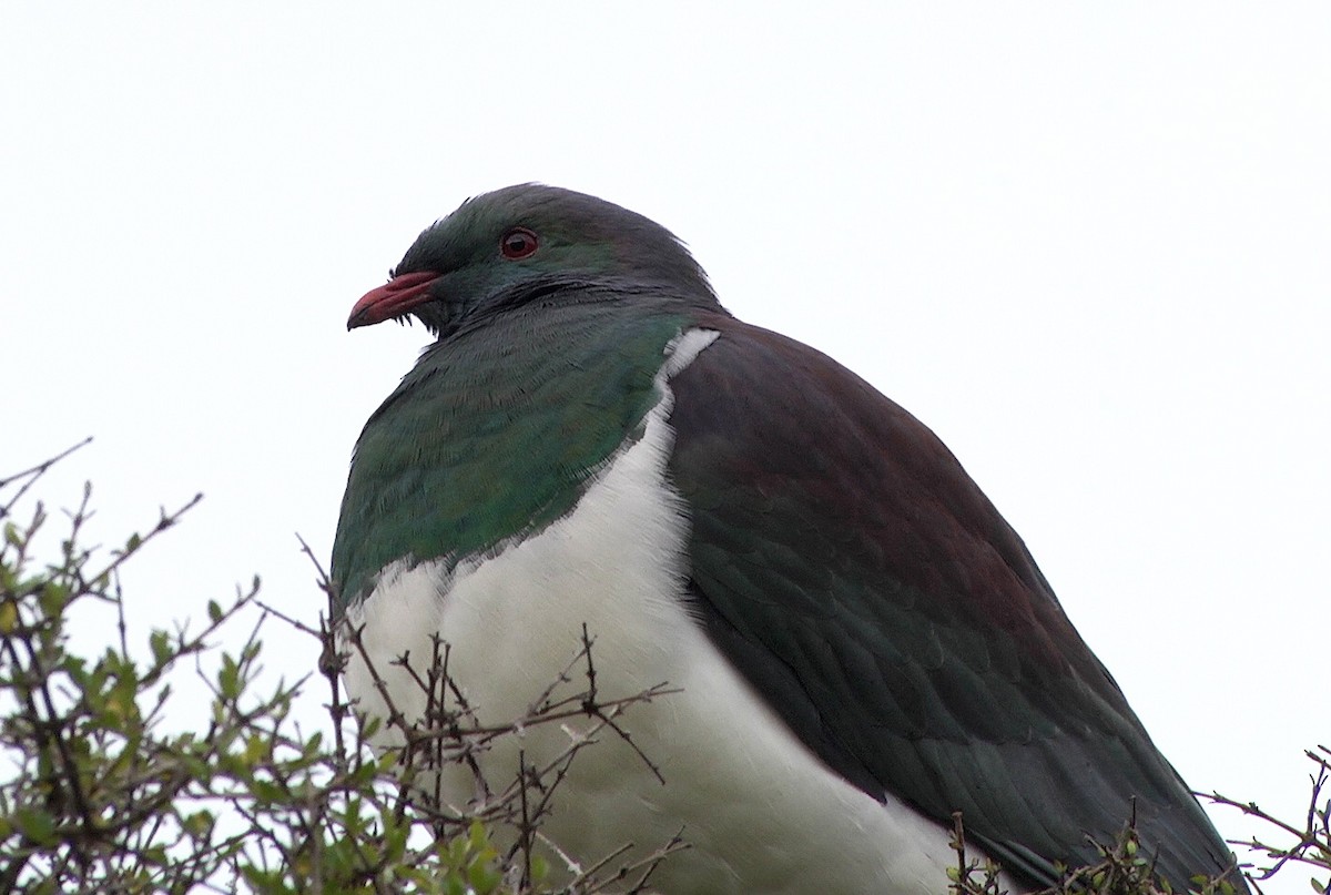 New Zealand Pigeon (New Zealand) - ML205043021