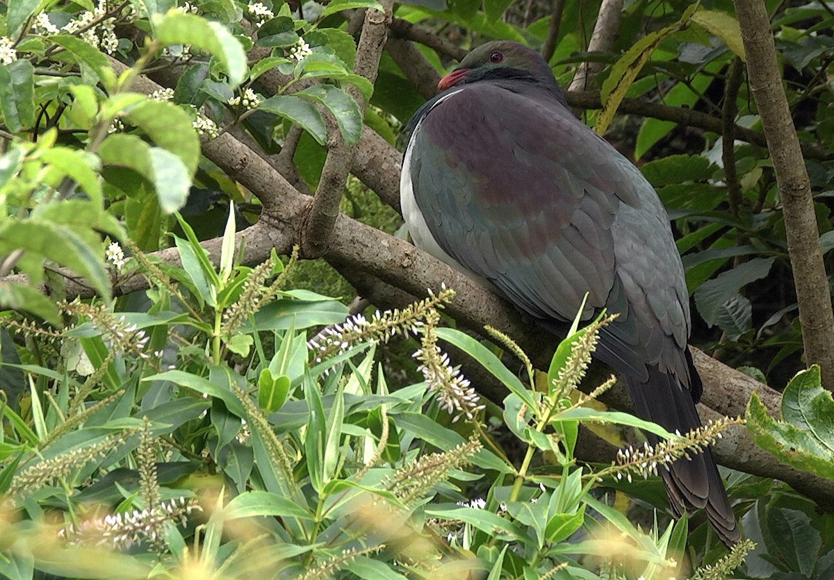 New Zealand Pigeon (New Zealand) - ML205043031