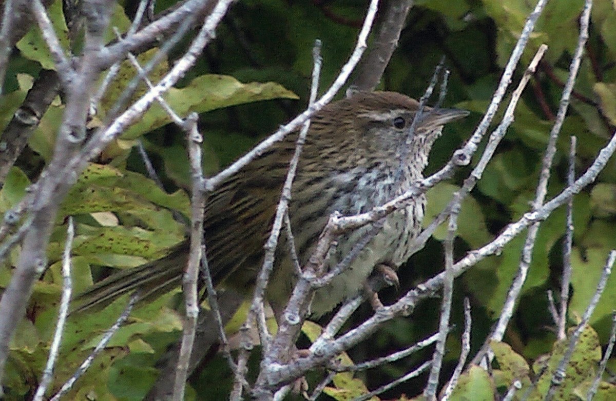 New Zealand Fernbird (New Zealand) - ML205043041