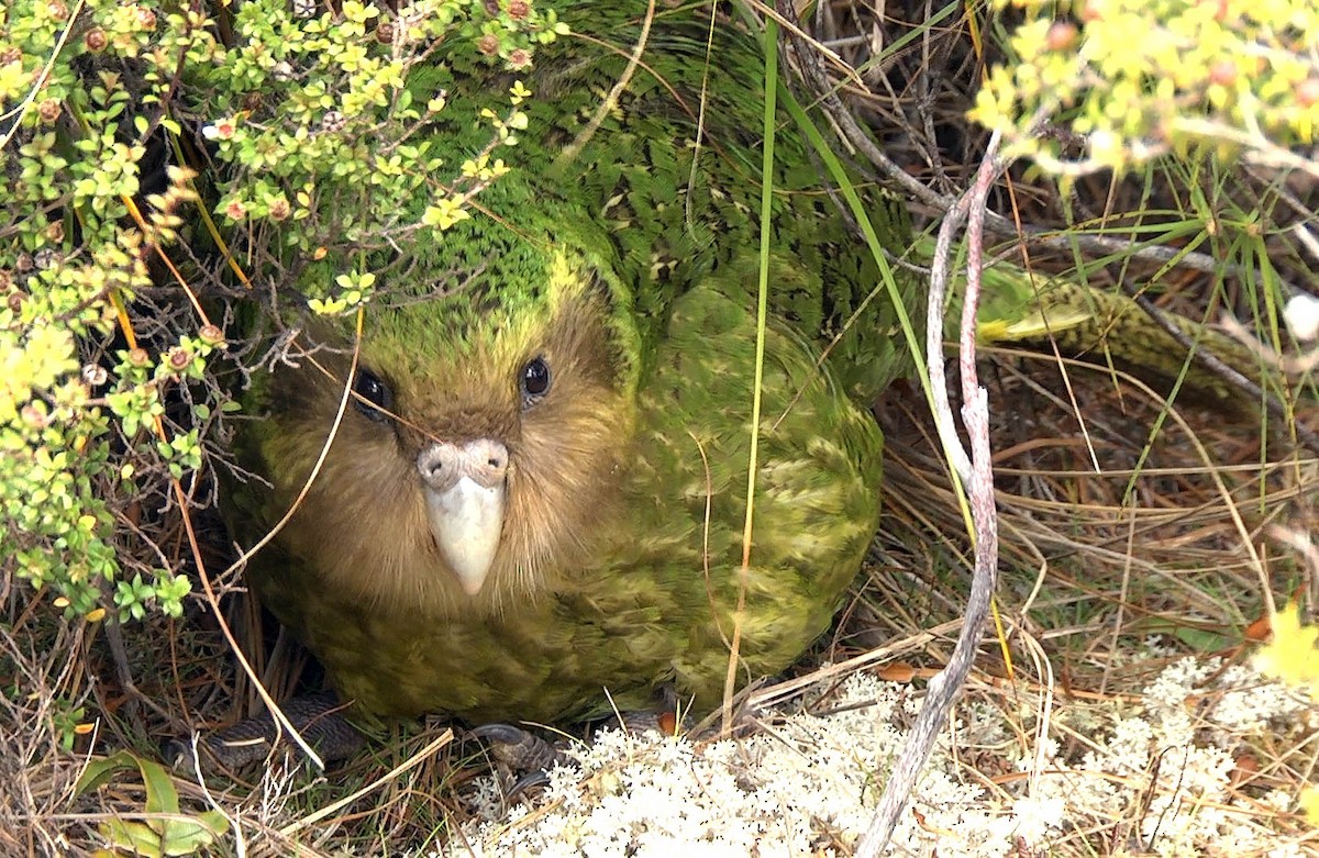 Strigops kakapo - ML205043121