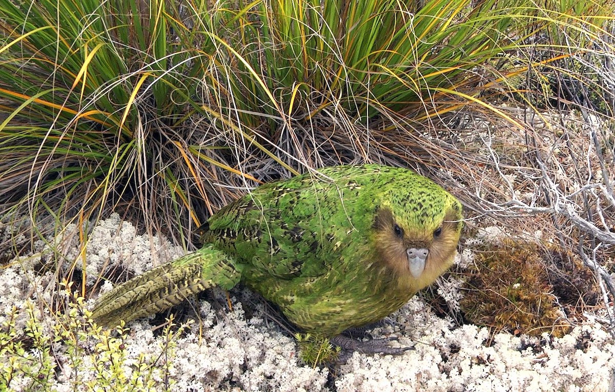 Strigops kakapo - ML205043131