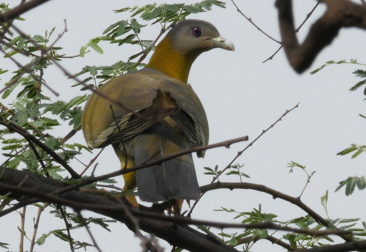 Yellow-footed Green-Pigeon - ML205043171
