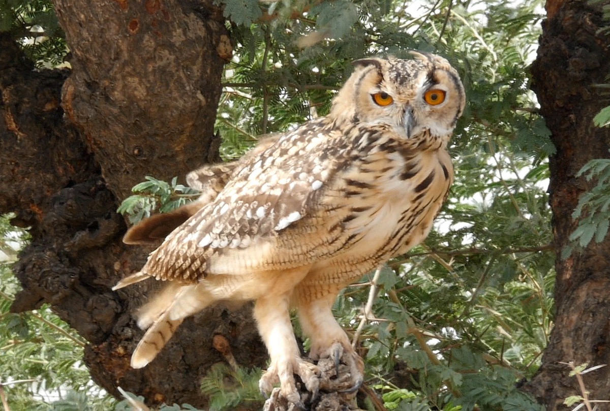 Rock Eagle-Owl - Josep del Hoyo