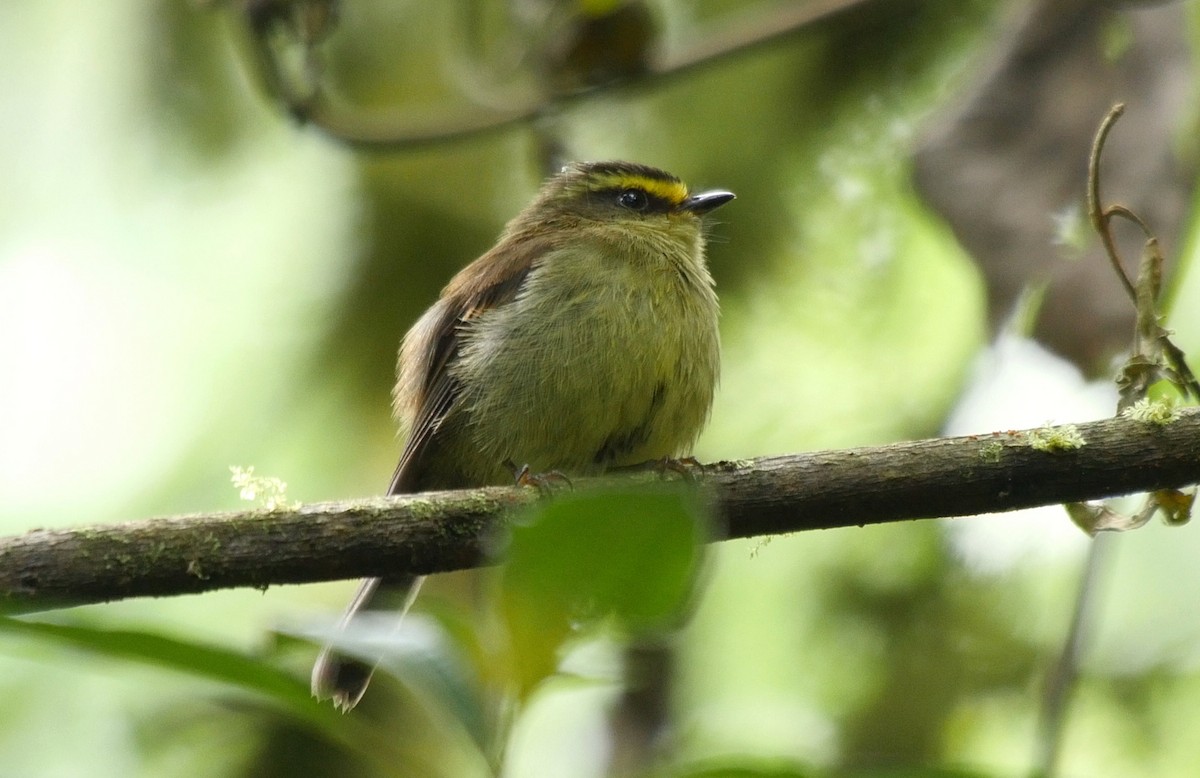 Yellow-bellied Chat-Tyrant - ML205043631