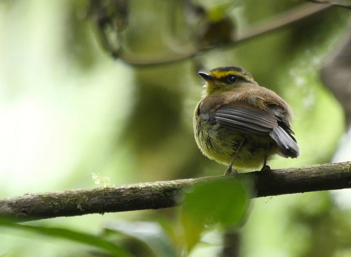 Yellow-bellied Chat-Tyrant - ML205043641