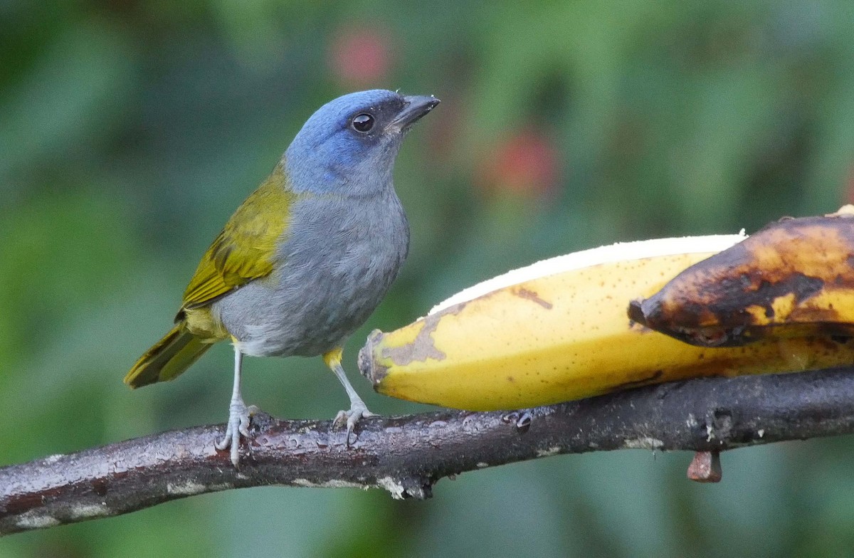 Blue-capped Tanager - ML205043691