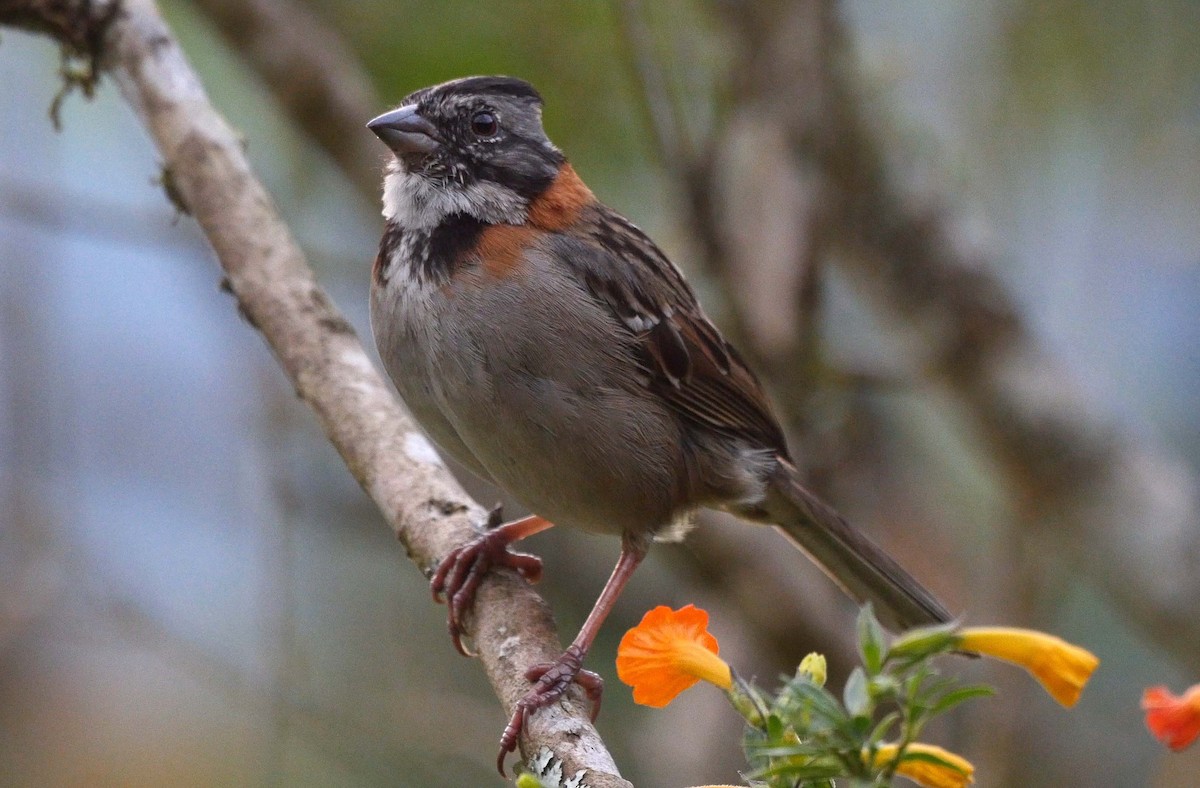 Rufous-collared Sparrow (Rufous-collared) - ML205043721