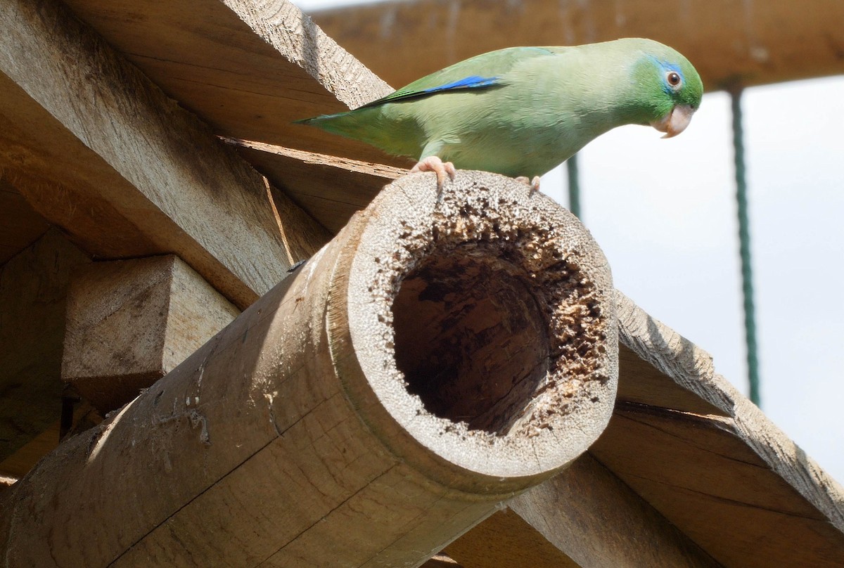 Spectacled Parrotlet - ML205043761