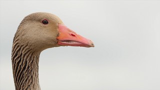 Graylag Goose (European), ML205043971
