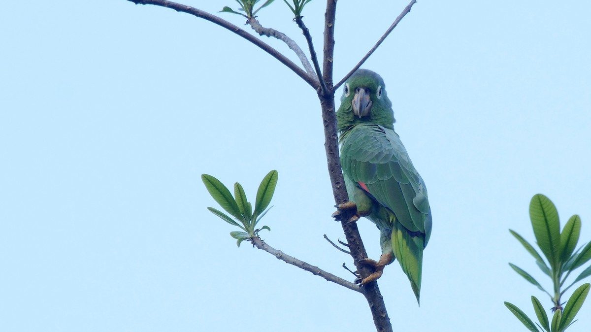 Mealy Parrot (Southern) - ML205044241