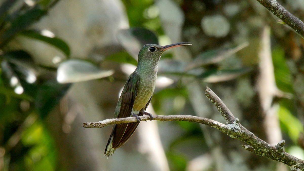 Scaly-breasted Hummingbird (Cuvier's) - ML205044291