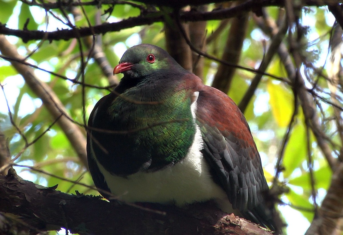 New Zealand Pigeon (New Zealand) - ML205044491