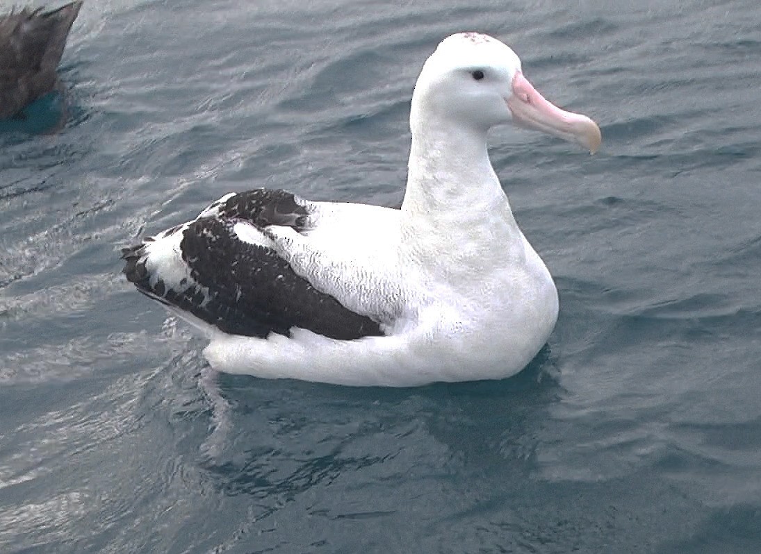Antipodean Albatross (Gibson's) - Josep del Hoyo