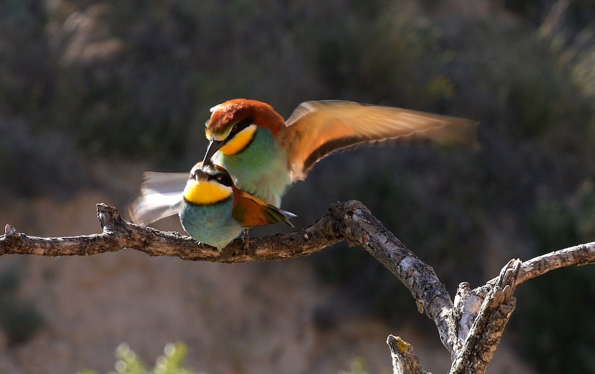 European Bee-eater - ML205045061