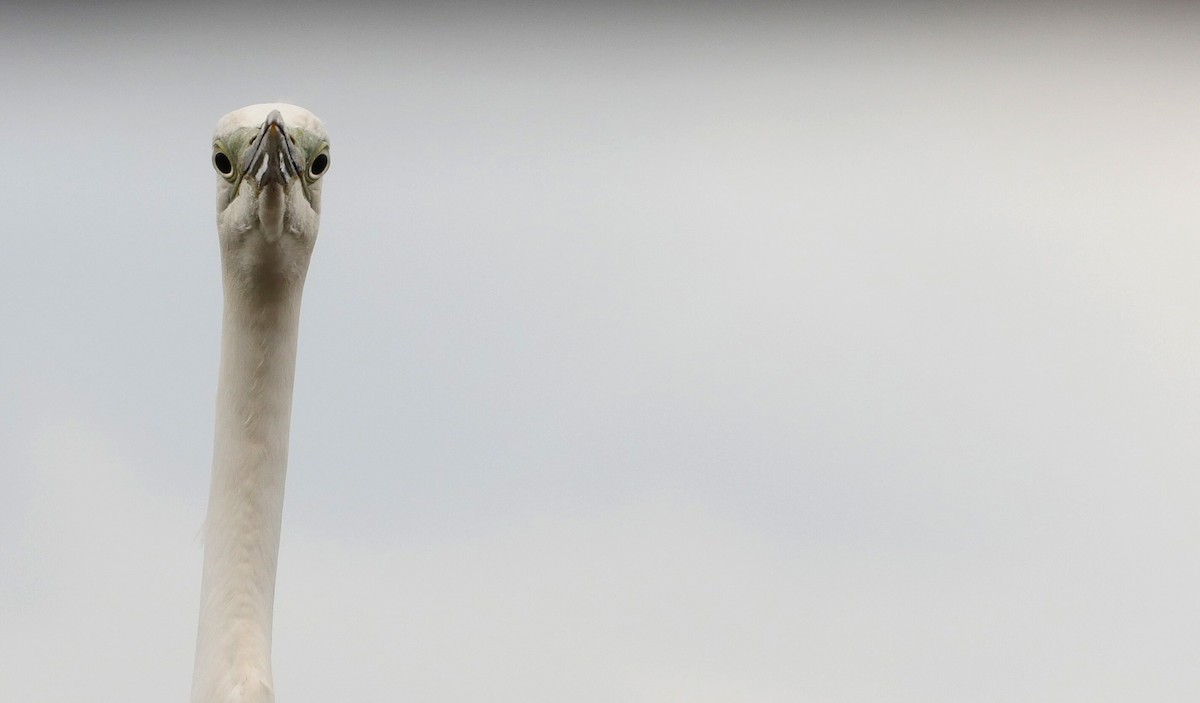 Great Egret (alba) - Josep del Hoyo