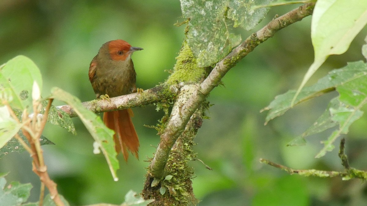 Red-faced Spinetail - Josep del Hoyo