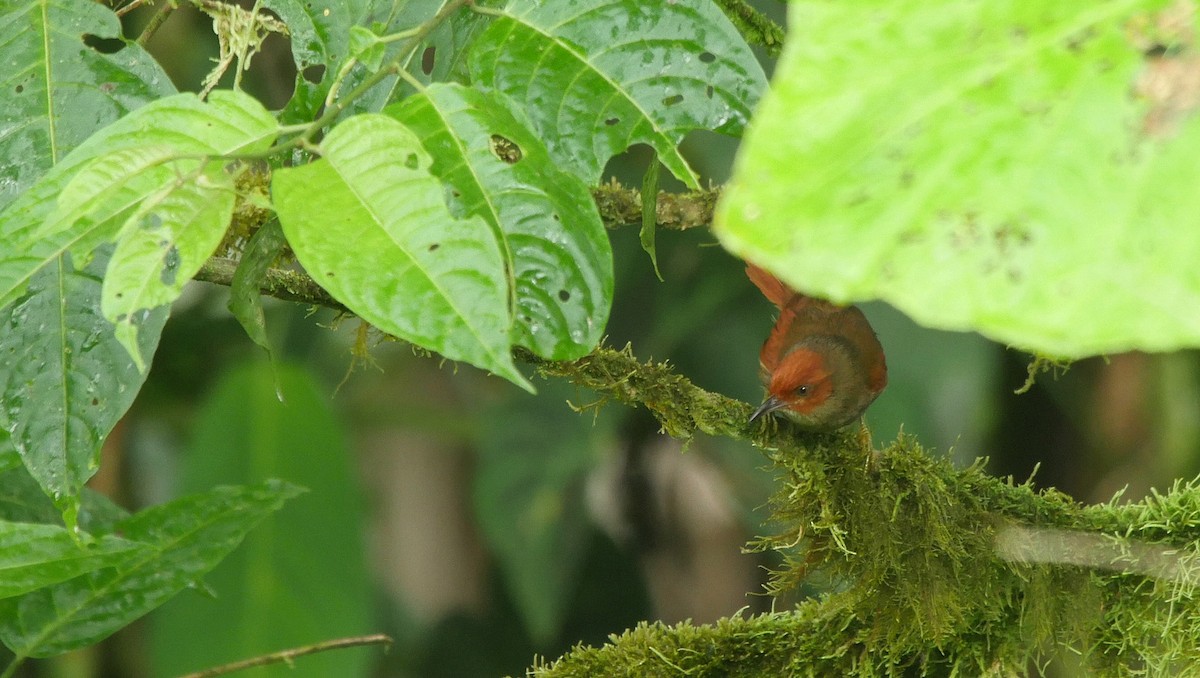Red-faced Spinetail - ML205045751