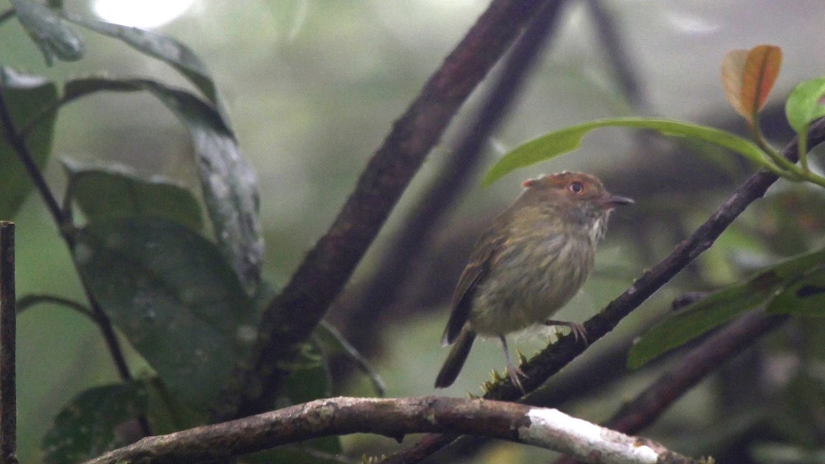 Scale-crested Pygmy-Tyrant - ML205045831