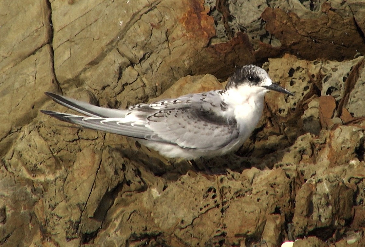 White-fronted Tern - ML205046111