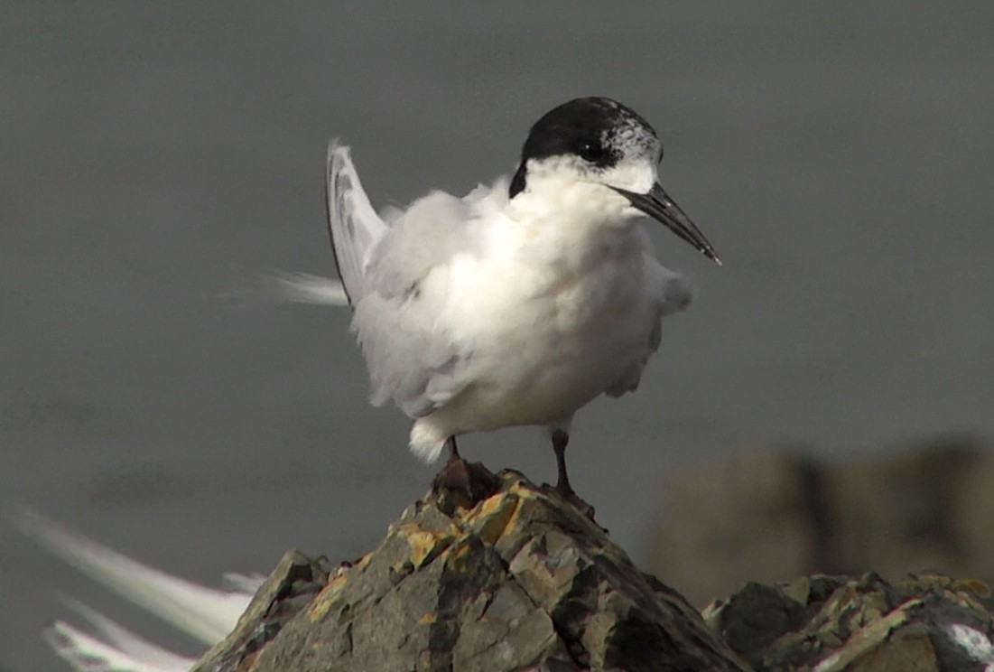 White-fronted Tern - ML205046121