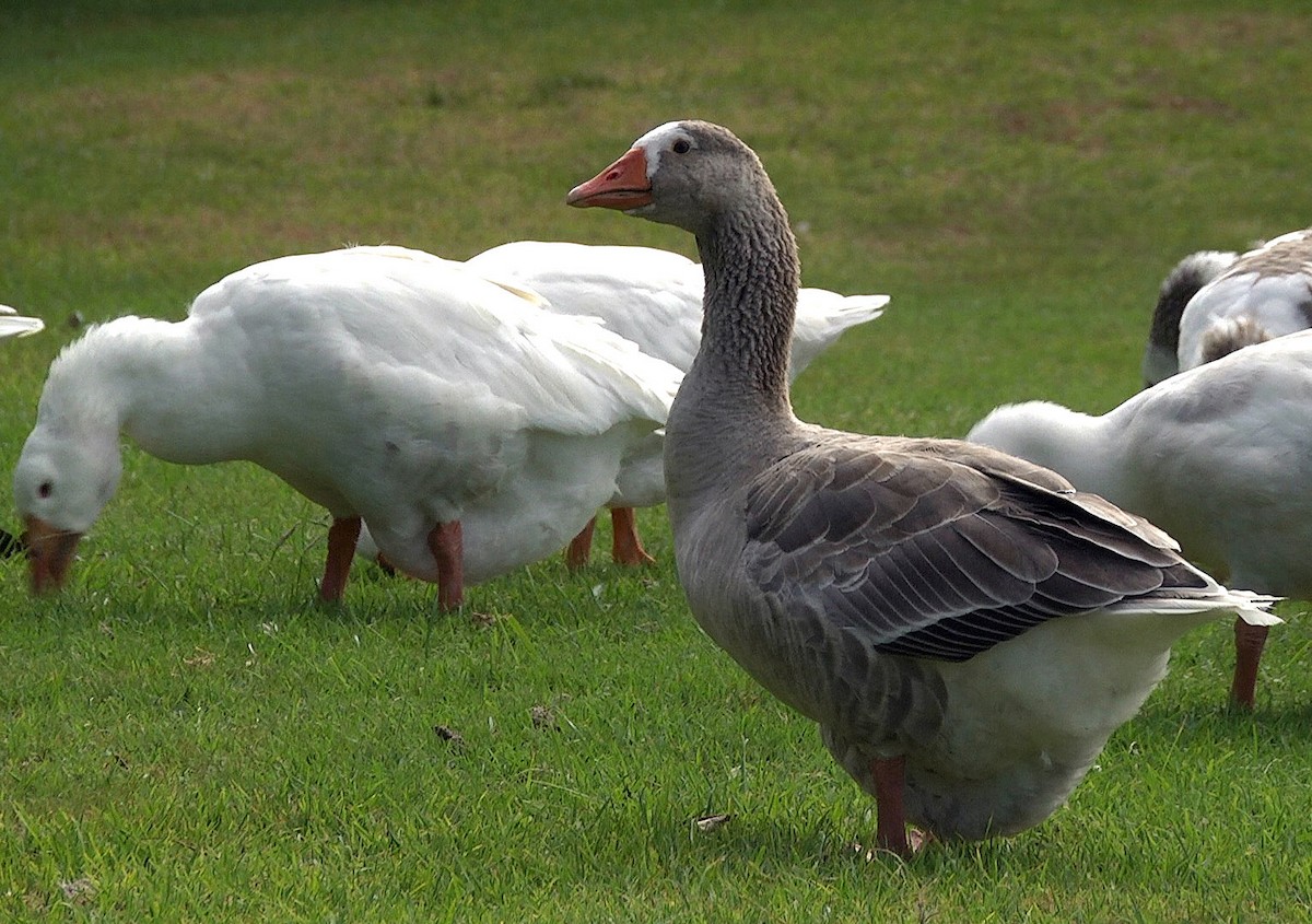 Graylag Goose (Domestic type) - ML205046141