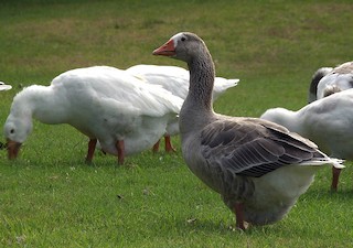 Graylag Goose (Domestic type), ML205046141