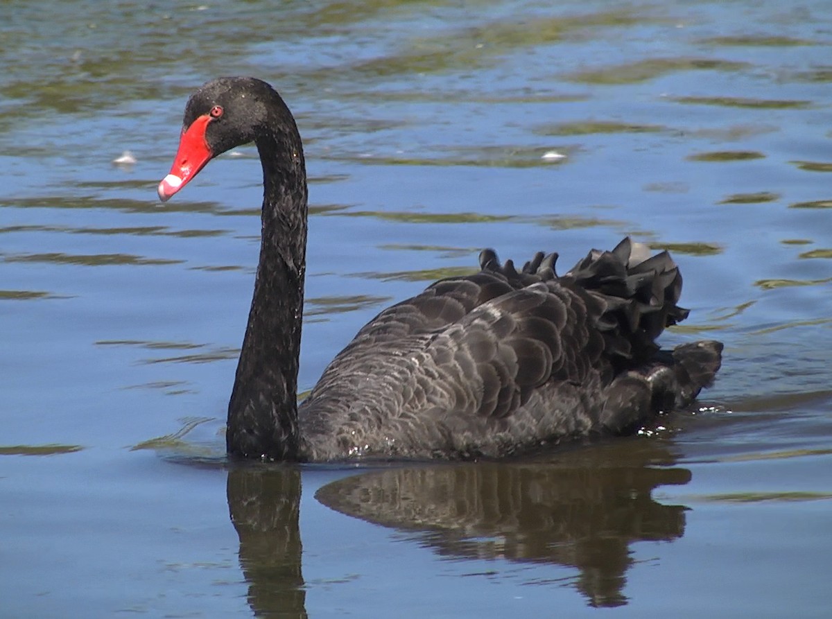 Black Swan - Josep del Hoyo