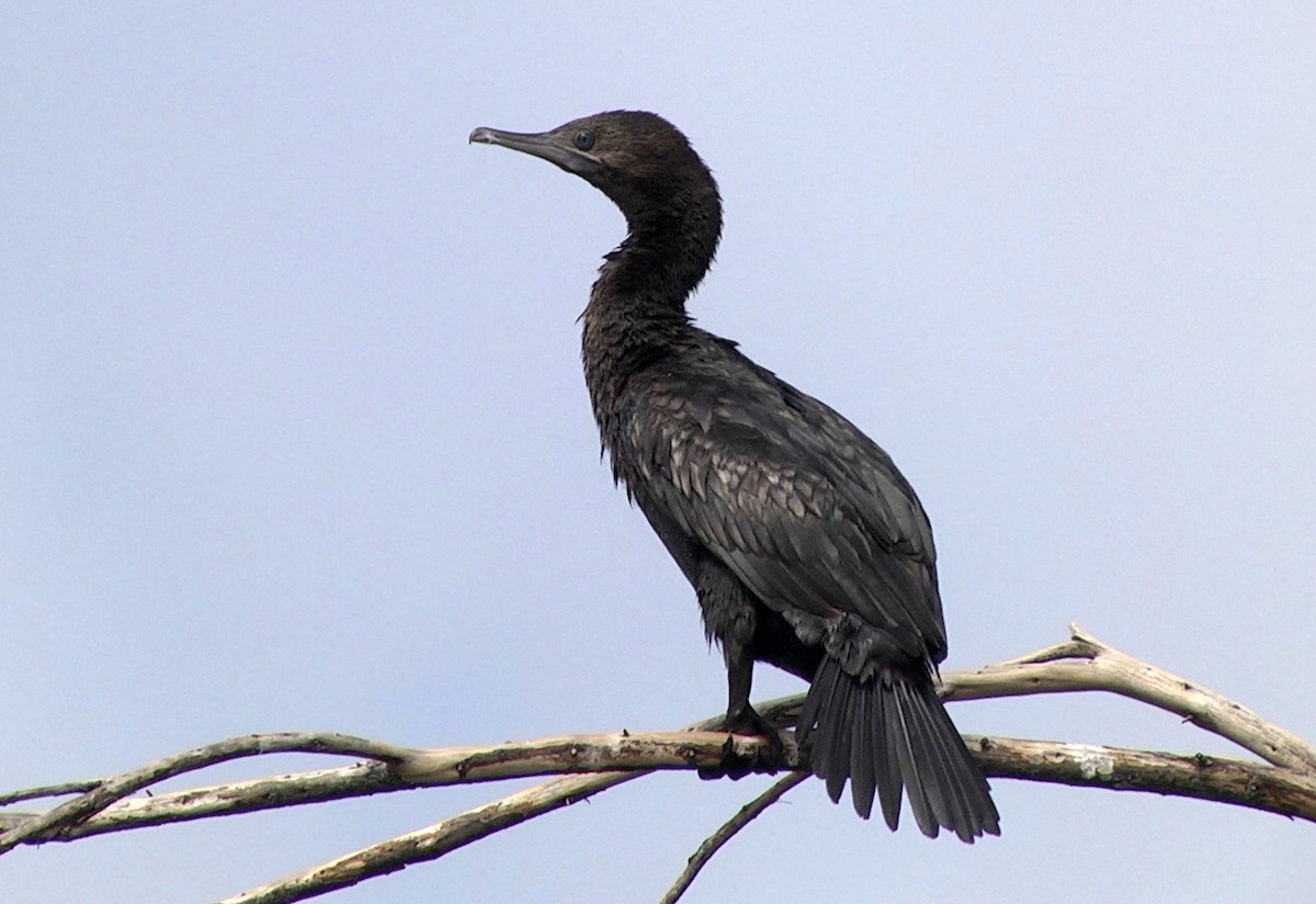 Little Black Cormorant - Josep del Hoyo