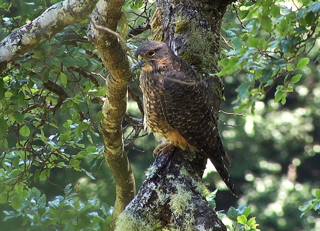 New Zealand Falcon - Josep del Hoyo