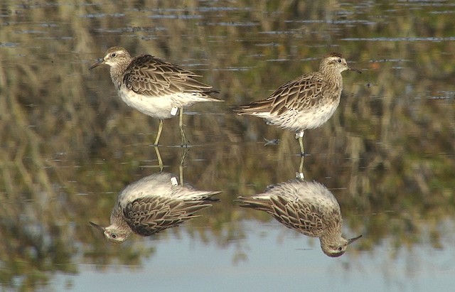  - Sharp-tailed Sandpiper - 